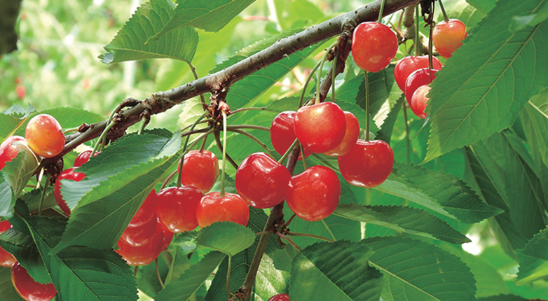 しょくどう（山形ジェラート）