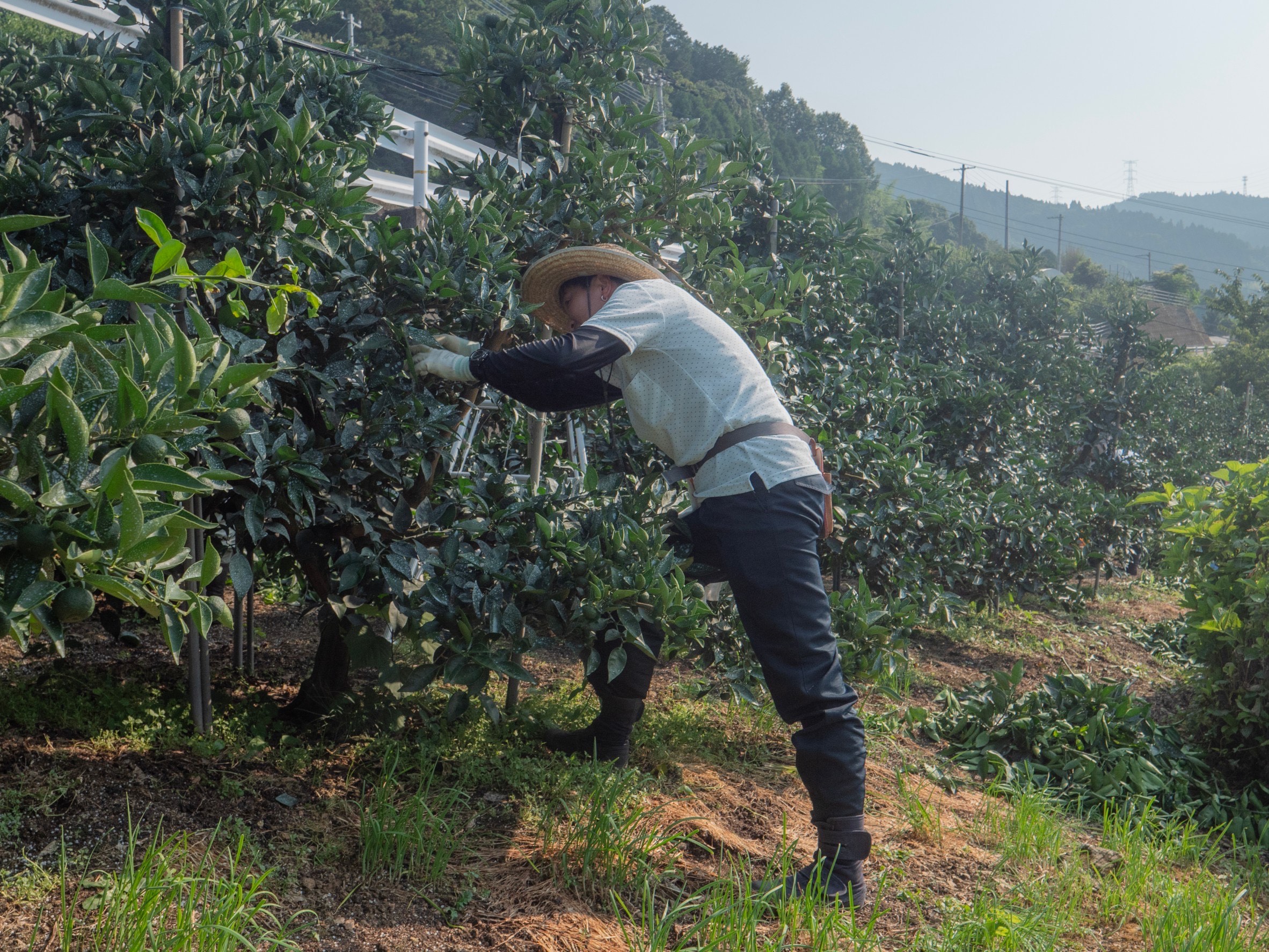 すだちファームおおなか　大仲香織
