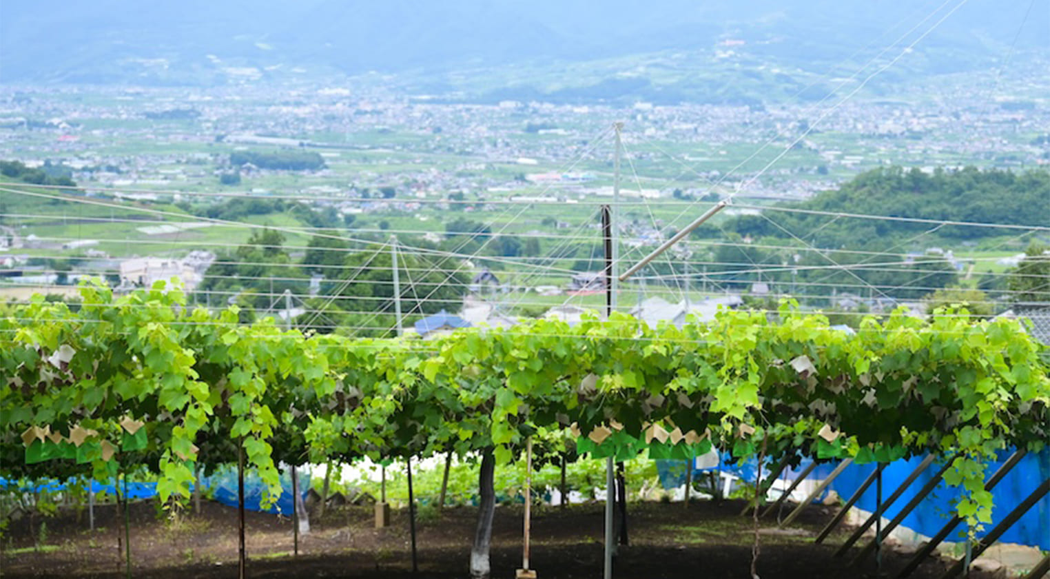 産直プライム