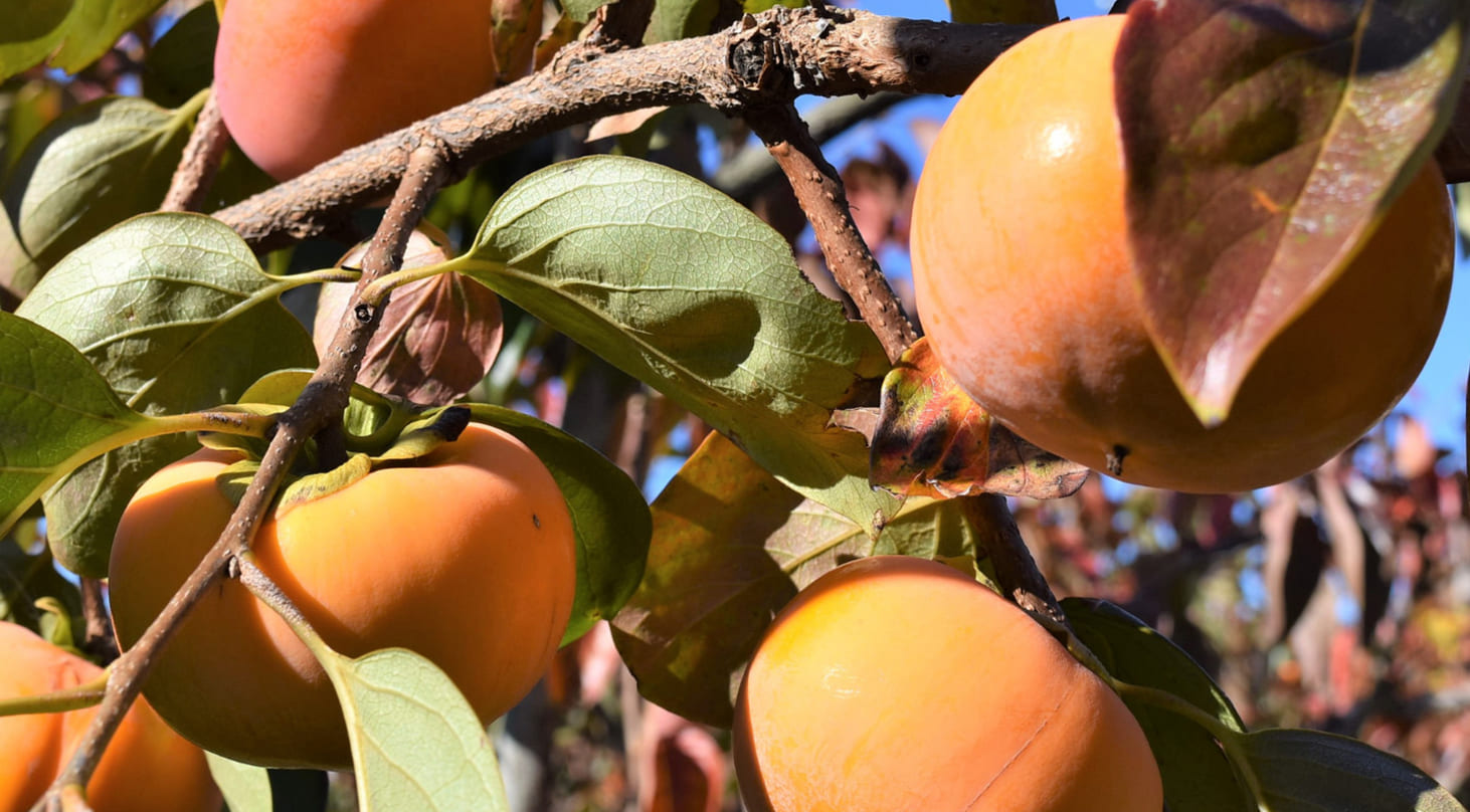 JAいび川 by 産直プライム